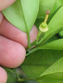              Petiole (Winter Haven, FL)       