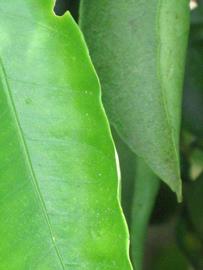              Margin (Winter Haven, FL)       