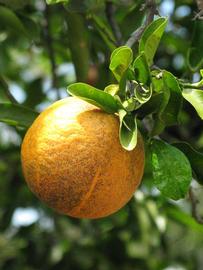            Fruit (Winter Haven, FL)   