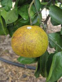            Fruit (Winter Haven, FL)   