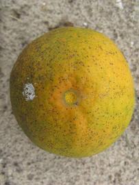            Fruit (Winter Haven, FL)   