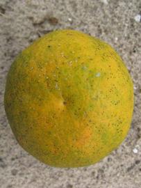            Fruit (Winter Haven, FL)   