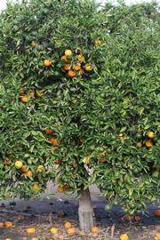            Habit (Riverside, CA)   