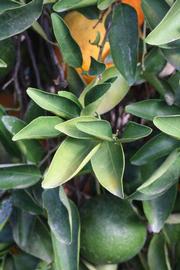              Sun leaves (Riverside, CA)       