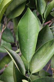              Unifoliolate leaf (Riverside, CA)       
