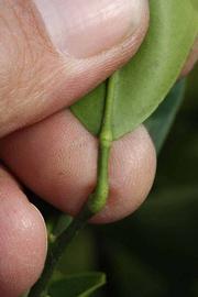              Petiole (Riverside, CA)       