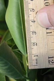              Unifoliolate leaf (Riverside, CA)       