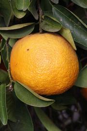            Fruit (Riverside, CA)   