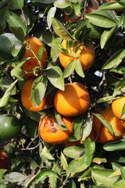            Fruit (Riverside, CA)   