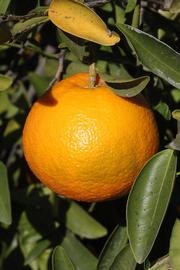            Fruit (Riverside, CA)   