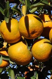            Fruit (Riverside, CA)   