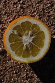              Fruit cross-section (Riverside, CA)       