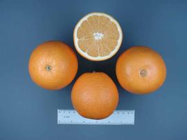              Fruit and fruit cross-section (© J.W. Sauls, Texas   AgriLife Extension)       