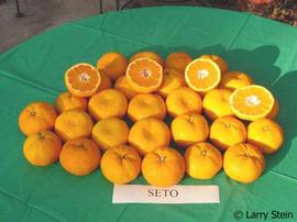              Fruit (© Larry Stein)       