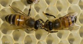  Trophallaxis; photo by Zachary Huang, beetography.com
