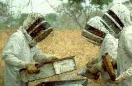  Defensive Africanized honey bees; photo by Maryann Frazier
