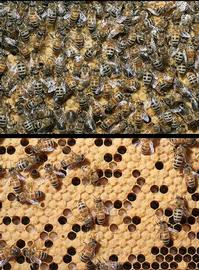  Normal (top), Colony collapse disorder (bottom); photo by 21st Centech
