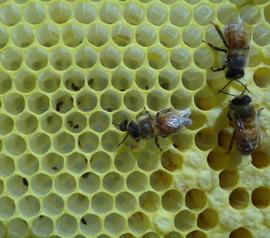  Remains of chilled brood; note black material in the bottom of cells; photo by Rick Olson
