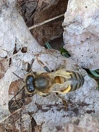  Bee with DWV; photo by Paul Andersen
