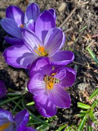  Foraging bee on early spring blooming crocus; photo by Cheryl Wright
