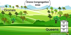  Diagram of DCA: queens mate with drones from colonies other than her own; illustration courtesy Carolina Honeybees, IIC
