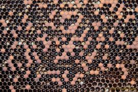  PMS spotty brood pattern, snot brood; photo by Robert Snyder
