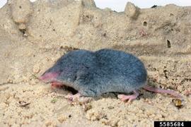  Bee shrew; photo by Sturgis McKeever, Southern Georgia University, Bugwood.org
