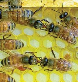  Trophallaxis; photo by Honey Bee Biology & Beekeeping
