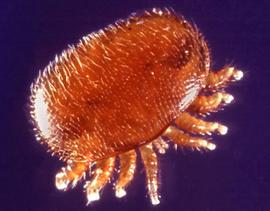  Varroa mite; photo by Scott Bauer, USDA
