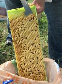  Scraping drone comb to flatten the mite growth curve during spring; photo by Robyn Underwood
