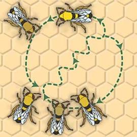Bee dancing | The BeeMD