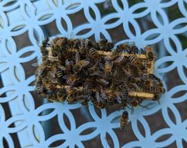  Workers aggressively seeking to harm caged queen; photo by Dewey M. Caron
