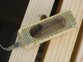  Adult mated queen introduction cage; photo by The BeeMD photo collection
