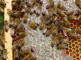  SHB adults among the bees on capped honey; photo by Dewey M. Caron
