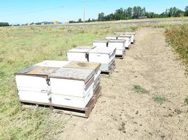  Large commercial apiary under dearth conditions; photo by Dewey M. Caron
