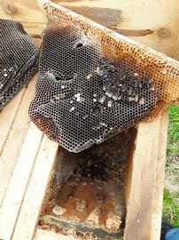  Deadout in top bar hive; note bees in the bottom of box; photo by Dewey M. Caron
