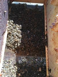  Dead bees on bottom board; likely from starvation; photo by Dewey M. Caron
