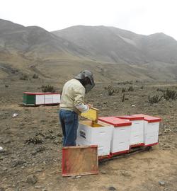  Apiary with dearth of floral sources; photo by Dewey M. Caron
