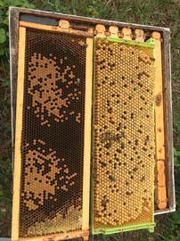  Two combs, one with capped worker brood (left) and one with capped drone brood (right); photo by Robyn Underwood
