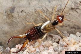  earwig; photo courtesy Joseph Berger, Bugwood.org
