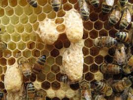  Emergency queen cells; colony is queenless until a virgin hatches; photo by The BeeMD photo collection
