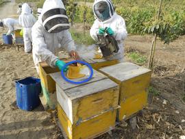  Feeding bees protein patties. which are being placed on top bars of upper box; photo by Chris Hiatt
