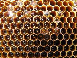  Fermenting honey bubbling in cells; photo by The BeeMD photo collection
