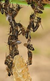  Festooning bees building beeswax comb; photo by UC Davis
