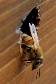  Forager bee exiting hole in hive; photo by The BeeMD photo collection
