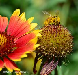  Forager covered in pollen on  Gaillardia ; photo by Kathy Keatley Garvey
