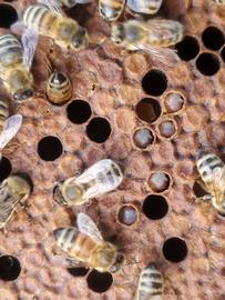  Uncapping and recapping behavior of hygienic bees; photo by Steve Gomes
