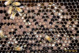  Hygienic bees uncapping worker pupae to remove reproducing Varroa mites; photo by The BeeMD photo collection
