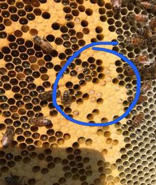  Hygienic bees uncapping worker pupae to remove reproducing Varroa mites; photo by Meghan Milbrath
