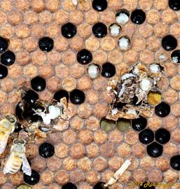  Hygienic bees uncapping worker pupae to interrupt Varroa mite reproduction; photo by The BeeMD photo collection
